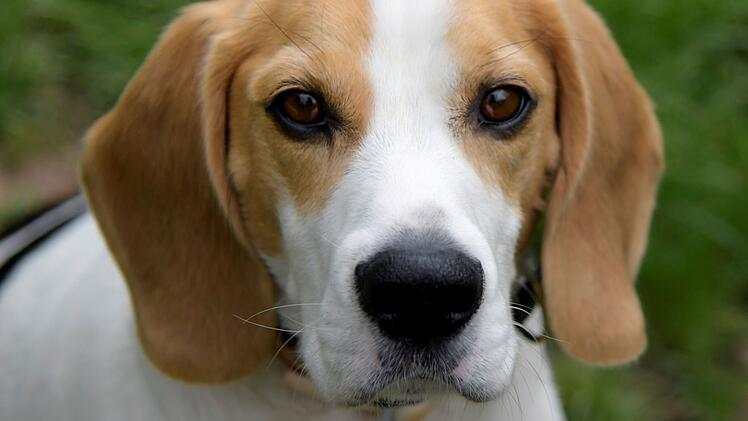 Tierheim Bamberg: Beagle Pain Syndrom - Hund Max' Immunsystem kämpft gegen eigenen Körper
