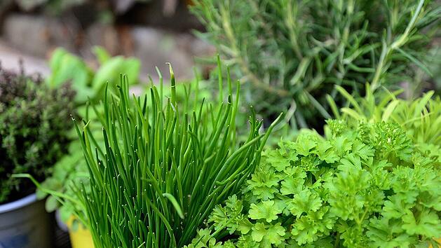 Kr&auml;uter sehen ansprechend aus und k&ouml;nnen in nahezu jeder Umgebung kultiviert werden.