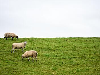Neue Regelungen zum Abschuss von W&ouml;lfen geplant