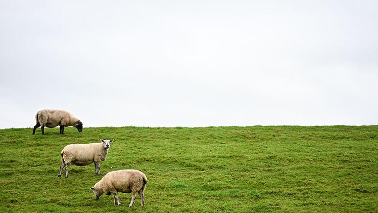 Neue Regelungen zum Abschuss von Wölfen geplant
