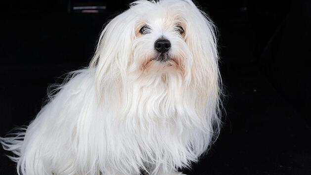 Au&szlig;en vor bei der Hunde-Verordnung von Wartmannsroth sind kleine Hunde bis 50 Zentimeter Schulterh&ouml;he.  Foto: Gerd Schaar