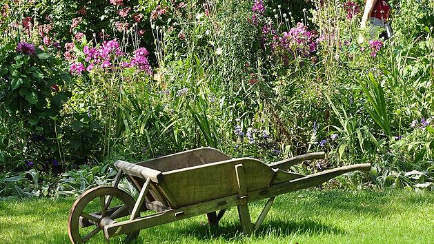 So baust du Heilpflanzen im Garten an