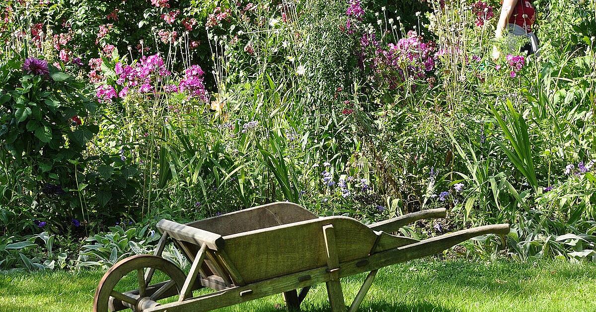 Veronica Spicata 'Rotfuchs' – Rosaroter Ehrenpreis