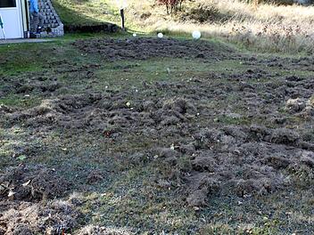 Im Garten der Familie Friedrich haben die Wildschweine gewütet und den ganzen Rasen umgepflügt.  Foto: Michael Wunder