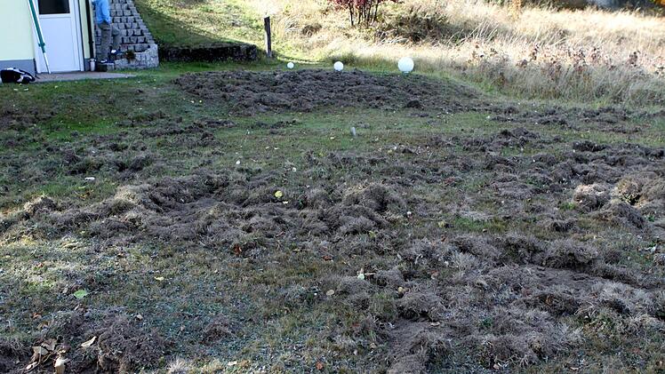 Im Garten der Familie Friedrich haben die Wildschweine gewütet und den ganzen Rasen umgepflügt.  Foto: Michael Wunder