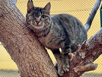 Tierheim Bamberg sucht für einäugige Katze neues Zuhause - "schon so einiges mitgemacht"