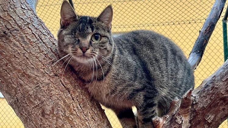 Tierheim Bamberg sucht für einäugige Katze neues Zuhause - "schon so einiges mitgemacht"