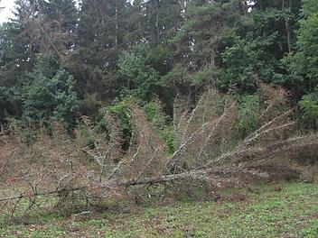 Ein Bild des Jammers: Die einst stolzen Fichten sind "rot" und total ausgetrocknet. Der Borkenkäfer hat ganze Arbeit geleistet. Fotos: Sonja Adam