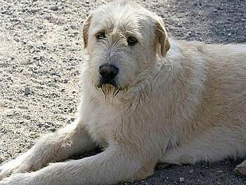 Owl ist ein Riese mit weichem Fell, so richtig zum Knuddeln Foto: Tierheim