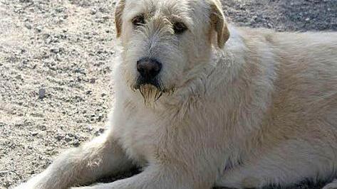 Owl ist ein Riese mit weichem Fell, so richtig zum Knuddeln Foto: Tierheim