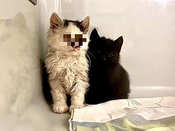 Tierheim Bayreuth: Schwerkranke Katzenbabys aufgefunden - Organisation äußert "großem Problem"