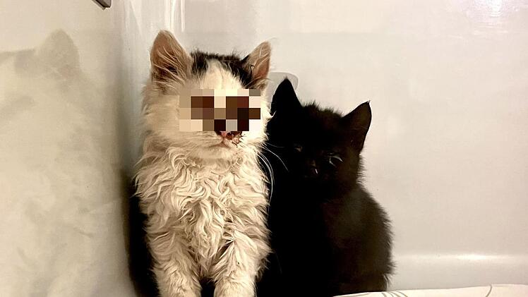 Tierheim Bayreuth: Schwerkranke Katzenbabys aufgefunden - Organisation äußert "großem Problem"