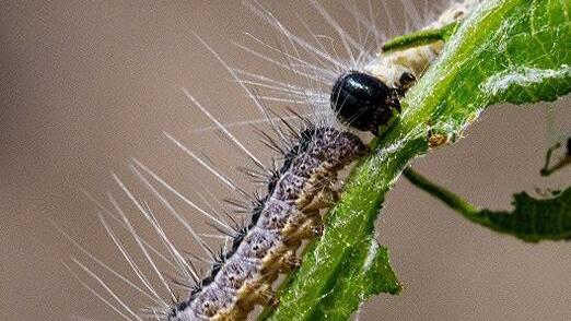 Die Raupe eines Eichenprozessionsspinner auf einem Ast. Die Brennhaare der Raupe k&ouml;nnen beim Menschen eine Raupendermatitis ausl&ouml;sen.