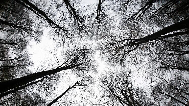 Wald