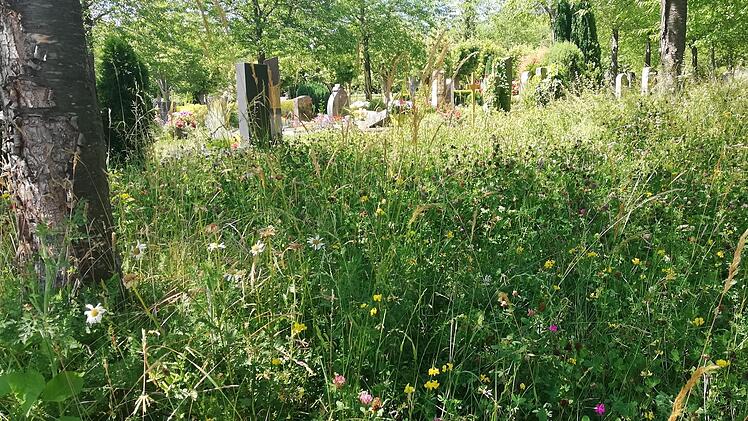 Meterhohes Gras verdeckt stellenweise die Sicht auf die Grabfelder.