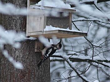 Der Buntspecht betätigt sich unter dem Futterhäuschen. Foto: Helmut Will