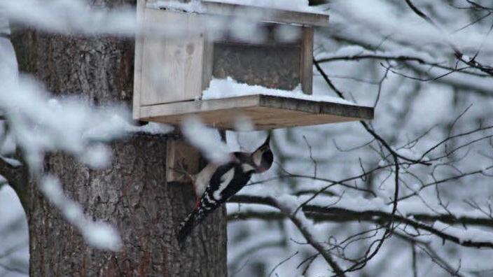 Der Buntspecht betätigt sich unter dem Futterhäuschen. Foto: Helmut Will