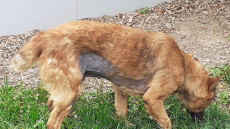 Tierheim Hof: Im Krieg alleine gelassen - Hunde Billy und Dobby aus schrecklicher Situation befreit