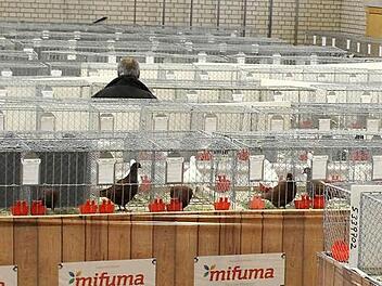 Aufgereiht wie die Perlen einer Schnur waren die Tiere, mit denen ihre Züchter bei der Jury der Leinleitertalschau punkten wollten. Fotos: fra-press