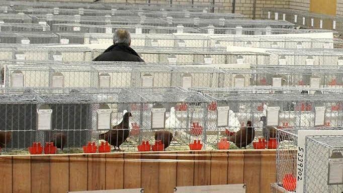 Aufgereiht wie die Perlen einer Schnur waren die Tiere, mit denen ihre Züchter bei der Jury der Leinleitertalschau punkten wollten. Fotos: fra-press