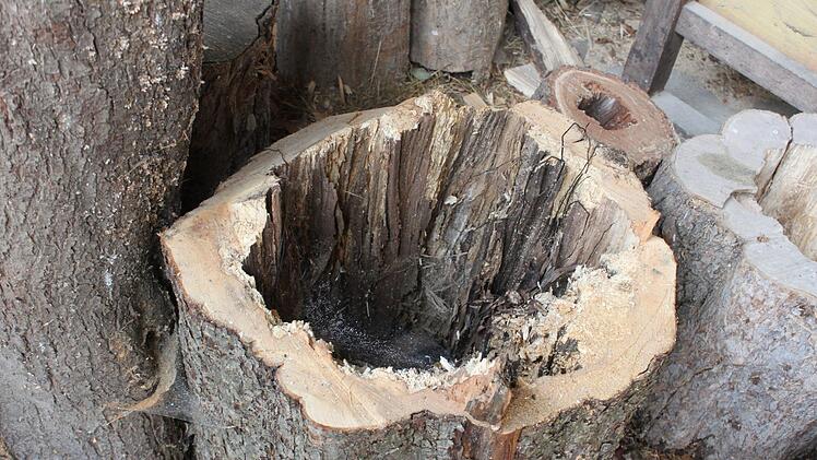 Hohle Baumstämme warten auf dem Erlacher Hof auf Weiterverarbeitung. Hier habe die Natur schon für ihn Vorarbeit geleistet, meint der Künstler.
