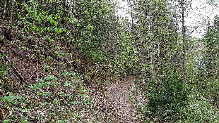 Der Aufstieg durch den Wald ist ziemlich steil. Foto: Ronald Heck
