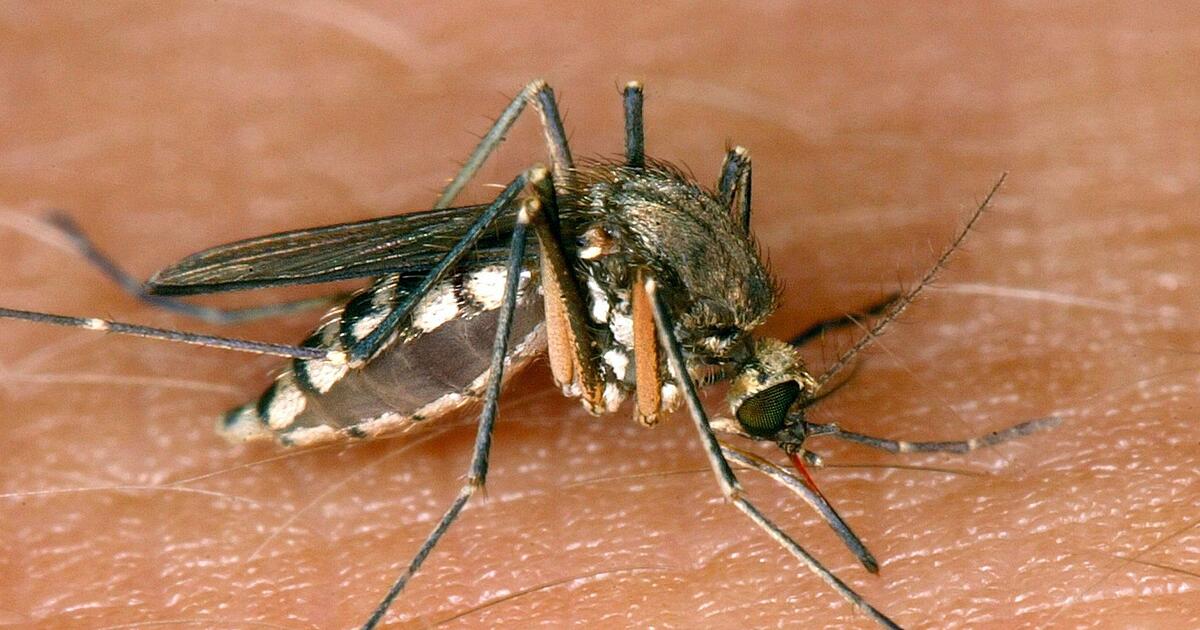 Erste Infektion mit West-Nil-Virus im Inland in diesem Jahr