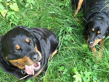 Die Rottweiler "Max" (links) und "Alfons" haben einen neunjährigen Jungen attackiert. Die Hundehalter äußern großes Bedauern, verweisen aber auf permanente Anfeindungen. Foto: privat