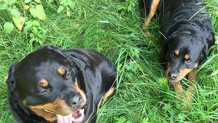 Die Rottweiler "Max" (links) und "Alfons" haben einen neunjährigen Jungen attackiert. Die Hundehalter äußern großes Bedauern, verweisen aber auf permanente Anfeindungen. Foto: privat