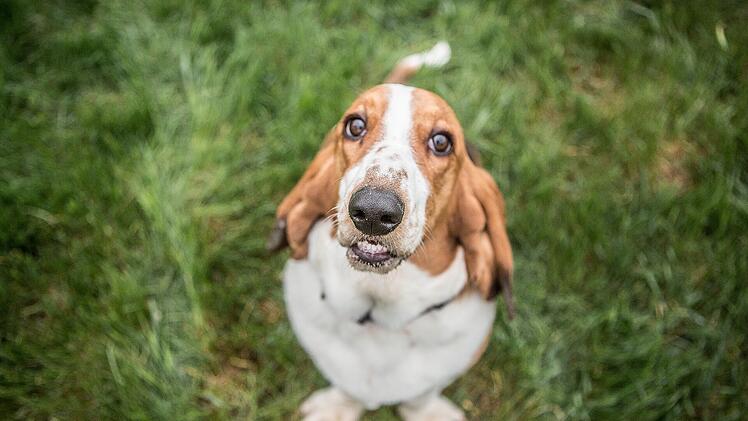 Der Basset geht gerne seinem starken Jagdtrieb nach.