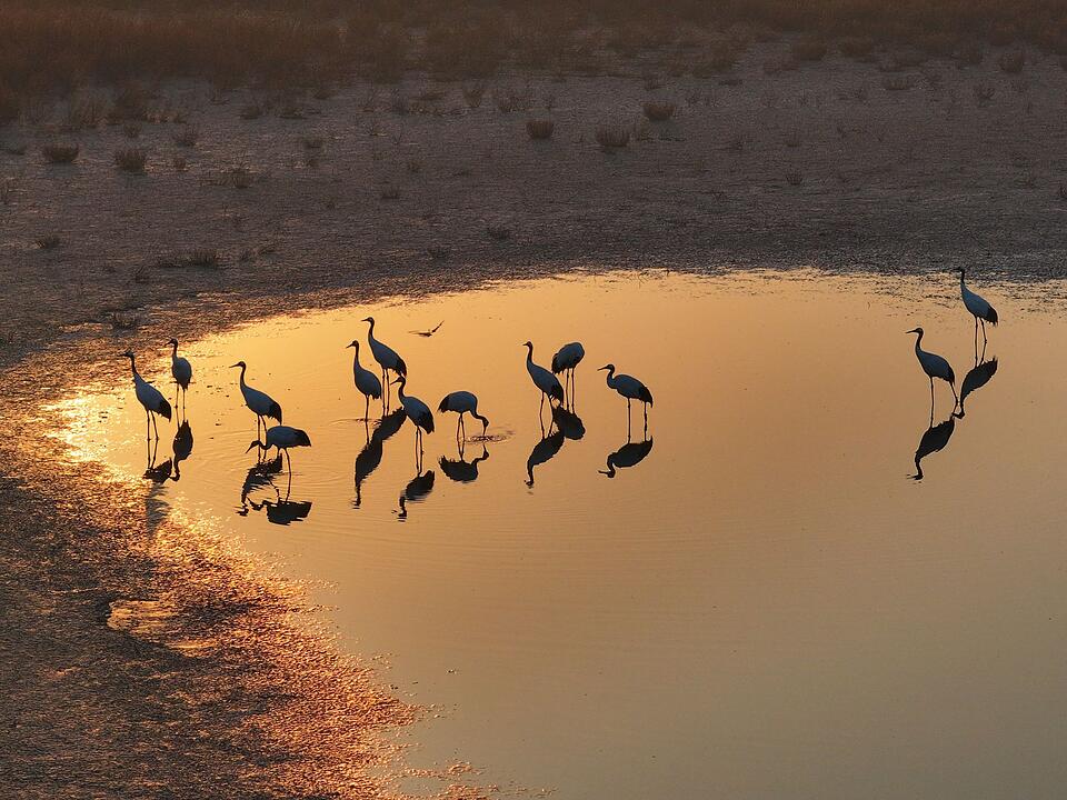 Kraniche in China