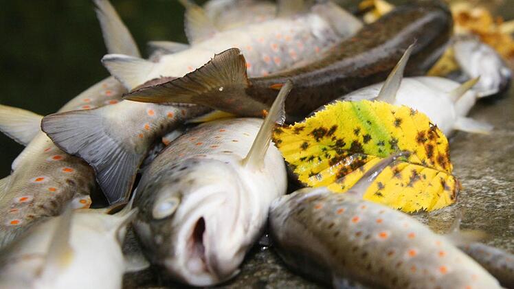 Tote Fische waren  nicht nur im kleinen und großen Rehbach gefunden worden, sondern  im weiteren Verlauf  auch  in der Steinach bei der Neumühle. Foto: Sonja Adam
