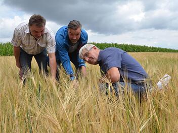 Wolfgang Schultheiß, Jürgen Heymann und Hans Rebelein begutachten Zwiewuchs und Bodenrisse in einem Feld mit Wintergerste bei Großgarnstadt.Rainer Lutz