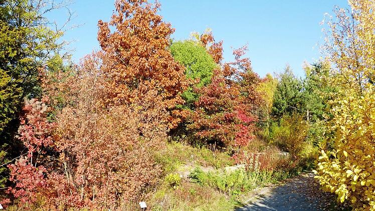 Das Laub in der Amerikaabteilung des &Ouml;kologisch-Botanischen Gartens der Universit&auml;t Bayreuth leuchtet derzeit herrlich. Foto: privat