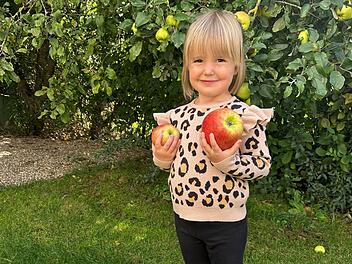 Burgebrach: Familie findet faszinierenden Apfel - "unglaublich"