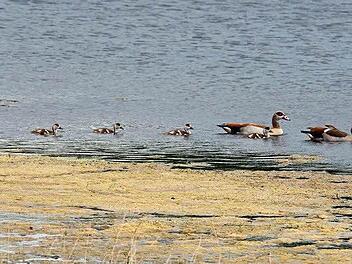Nilgänse zu Besuch auf dem Goldbergsee, im Sommer 2011.