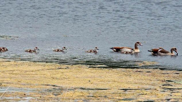 Nilgänse zu Besuch auf dem Goldbergsee, im Sommer 2011.