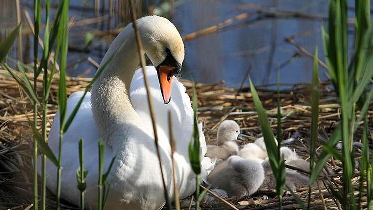 Seit sie im Frühjahr Nachwuchs bekamen, sind die Schwäne die gefiederten Stars in Ahorn. Foto: Frank Haug