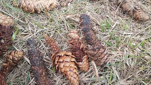 Ebensfeld: Naturpark-Rangerin lädt Kinder zu Entdeckungstour ein - Infos zu Anmeldung