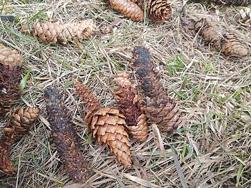 Ebensfeld: Naturpark-Rangerin l&auml;dt Kinder zu Entdeckungstour ein - Infos zu Anmeldung