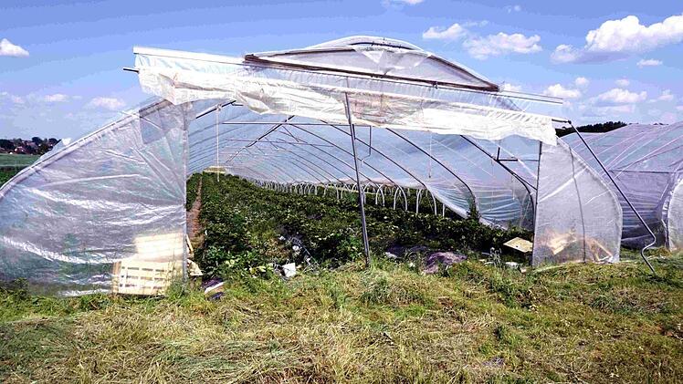 In Münchaurach werden Erdbeeren im großen Stil angebaut.   Foto: Richard Sänger