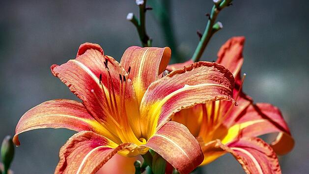 Zu den pflegeleichten Pflanzen für deinen Garten gehört unter anderem die Taglilie.
