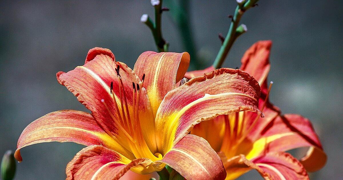 Pflegeleichte Pflanzen Diese Büsche, Blumen und Bäume eignen sich für