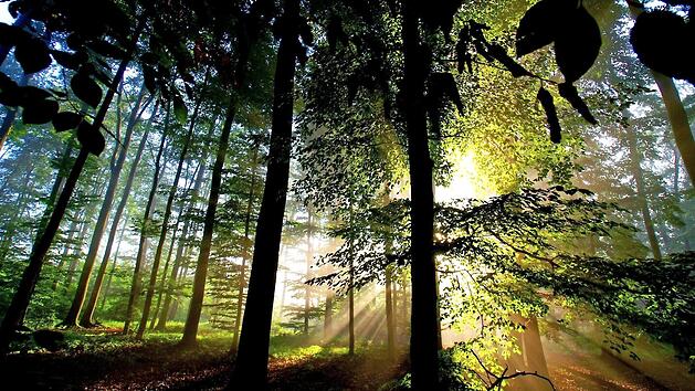 Drei Ranger sollen dazu beitragen, dass der Frankenwald eine Idylle bleibt und die heimische Natur von den Menschen richtig wahrgenommen wird. Foto: Roland Sch&ouml;nm&uuml;ller