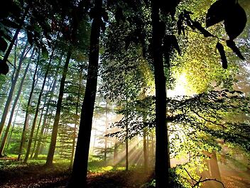Drei Ranger sollen dazu beitragen, dass der Frankenwald eine Idylle bleibt und die heimische Natur von den Menschen richtig wahrgenommen wird. Foto: Roland Schönmüller
