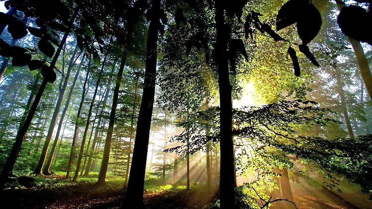 Drei Ranger sollen dazu beitragen, dass der Frankenwald eine Idylle bleibt und die heimische Natur von den Menschen richtig wahrgenommen wird. Foto: Roland Schönmüller