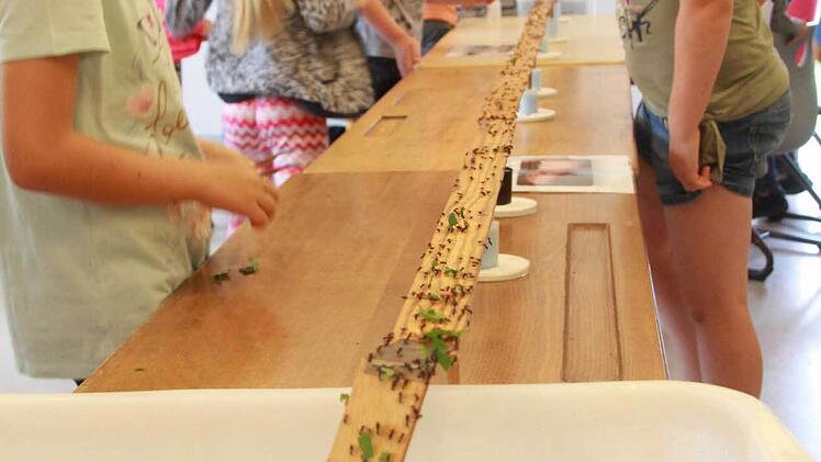 Großes Krabbeln in der Sinnberg-Grundschule: Dr. Oliver Geißler hat im Klassenzimmer eine Ameisenstraße aufgebaut.  Foto: Carmen Schmitt