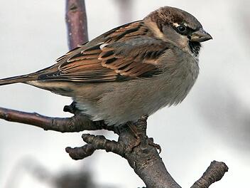 Der Haussperling dominiert im Landkreis.