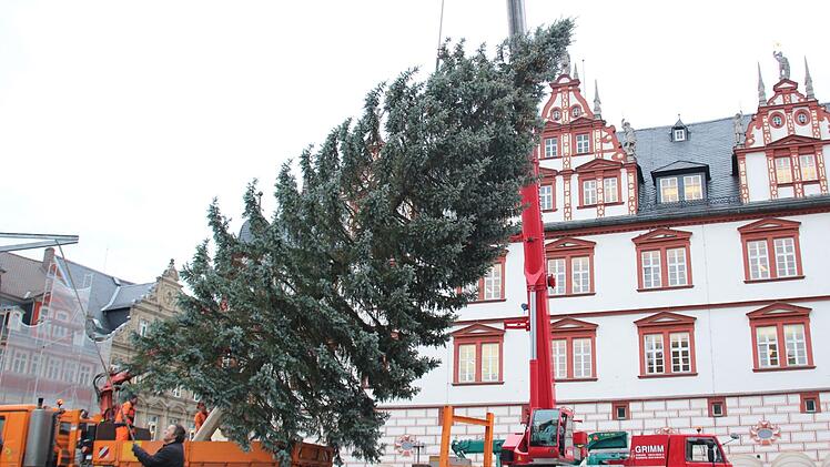 Mit einem Kran wurde der Baum in die ihm zugesehene Stelle gehievt. Foto: Niklas Schmitt