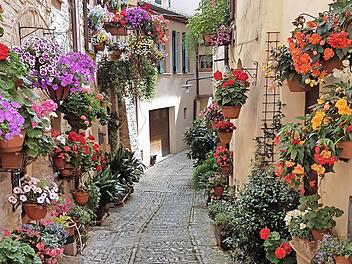 Blick in eine der geschm&uuml;ckten Gassen der Blumenstadt Spello  Foto: gg